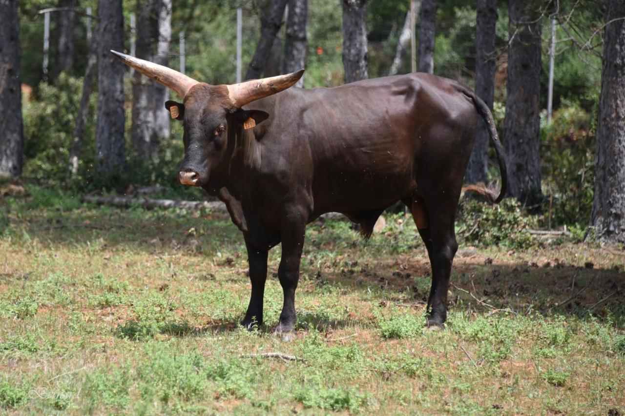 Les Gites Du Parc Animalier De Ginasservis Dış mekan fotoğraf